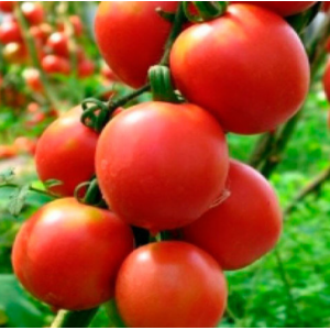 Джайро F1 - томат індетермінантний, 500 насінин, Agri Saaten Німеччина фото, цiна